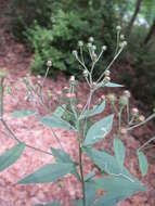 Image of Vernonia