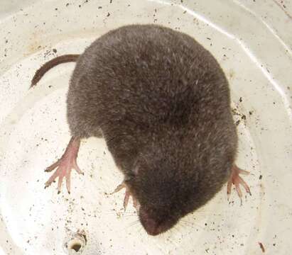 Image of Tropical Small-eared Shrew