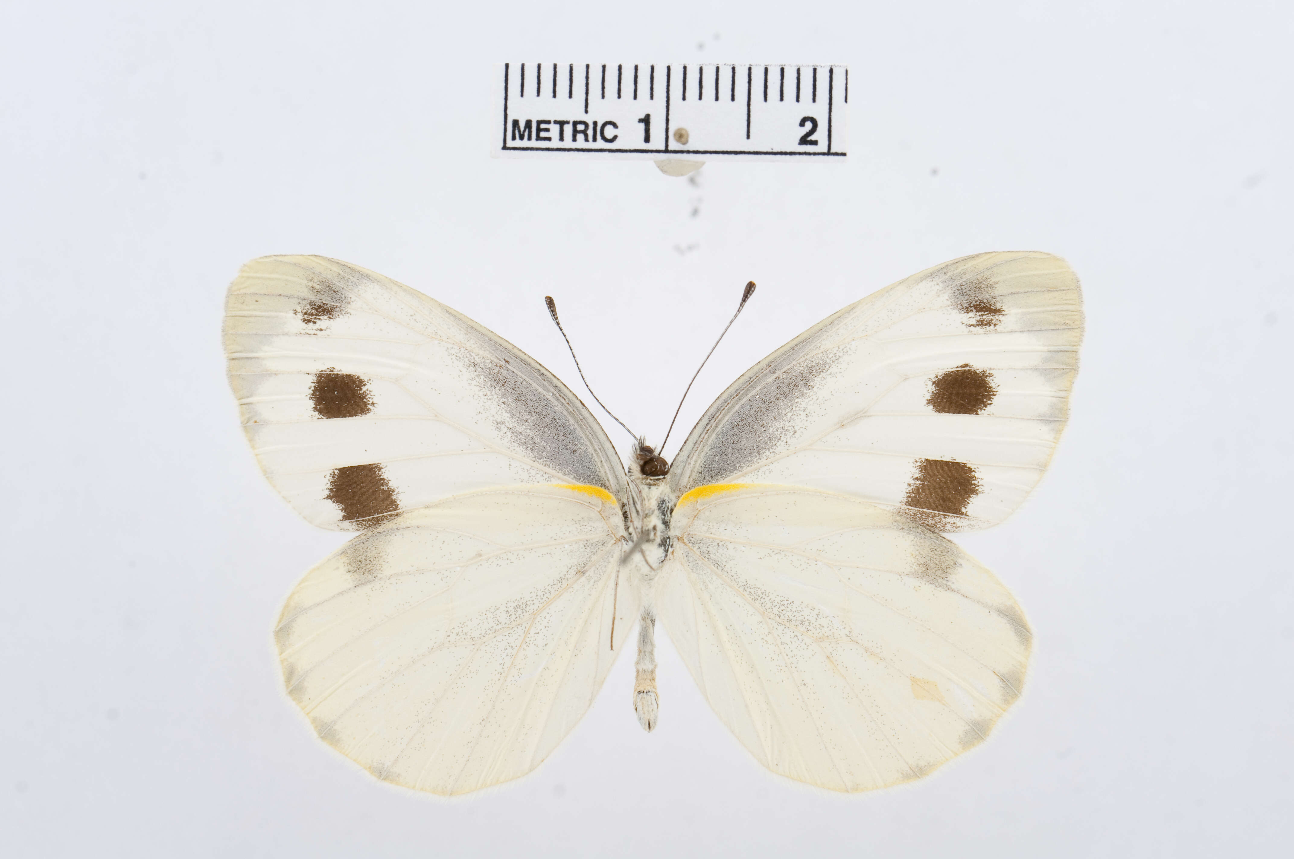 Image of Pieris canidia (Sparrman 1768)