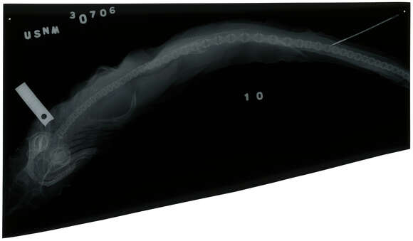 صورة Rhizoprionodon terraenovae (Richardson 1836)