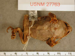 Image of Wiegmann's toad