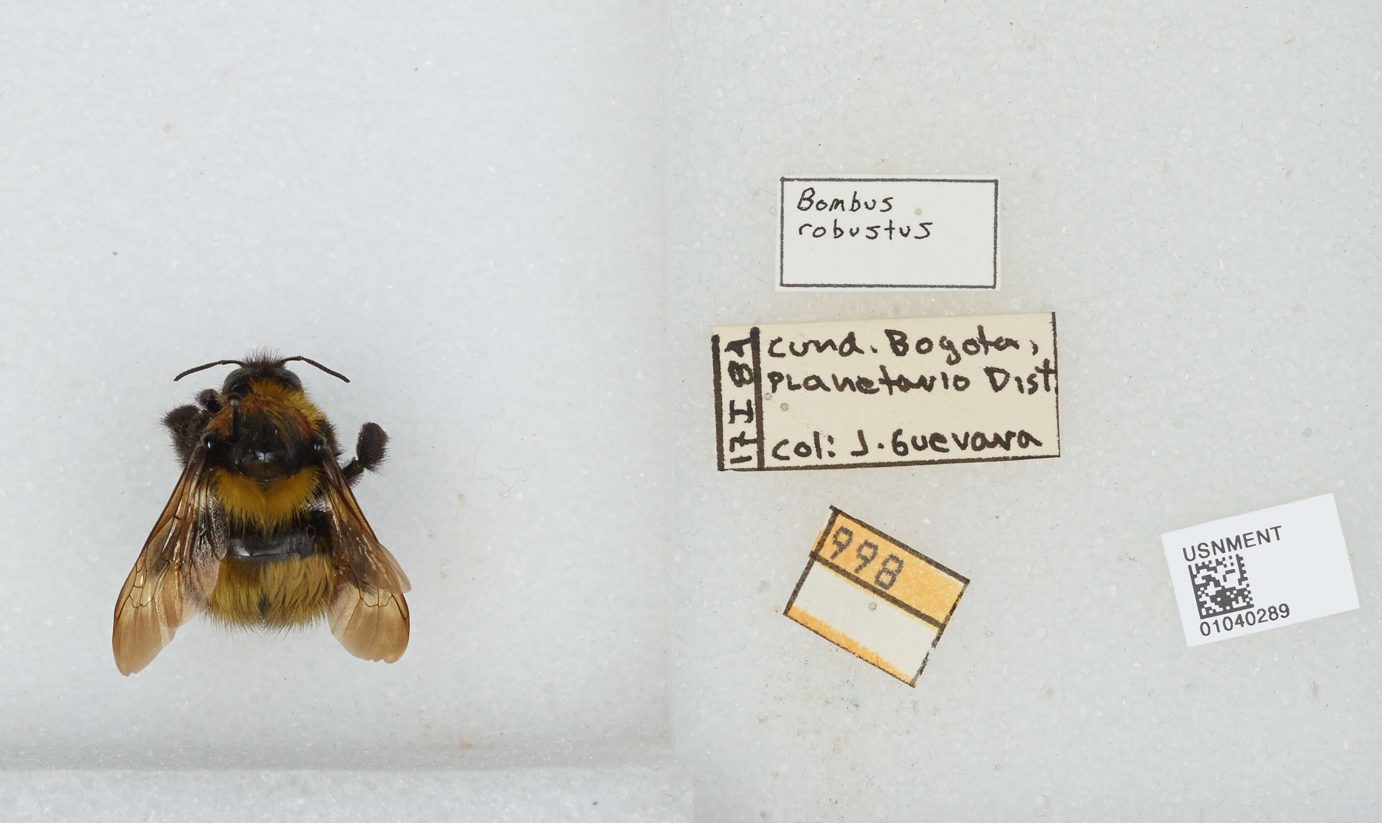 Image of Bombus robustus Smith 1854