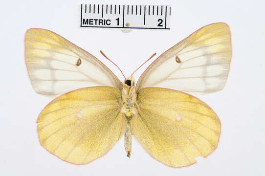 Image of Colias cocandica Ershov 1874