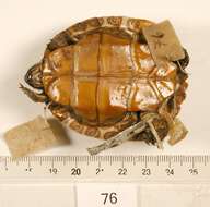 Image of Western River Cooter