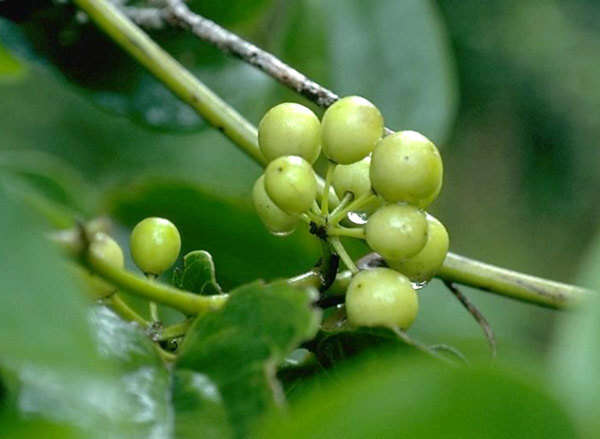 Smilax melastomifolia Sm. resmi