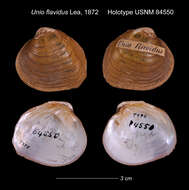 Image of Unio flavidus I. Lea 1872