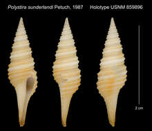 Image of Polystira sunderlandi Petuch 1987