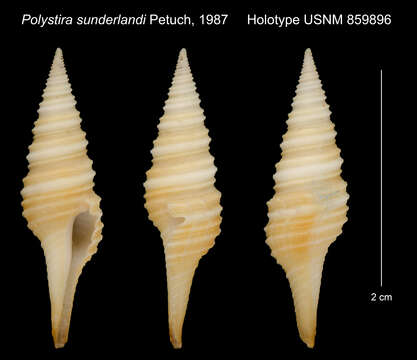 Image of Polystira sunderlandi Petuch 1987