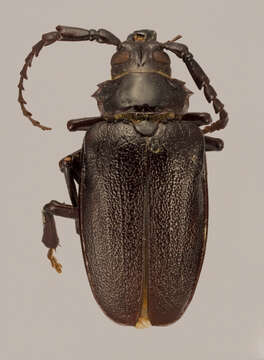 Image of <i>Prionus nigrescens</i>