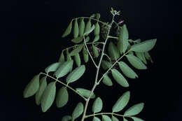 Image of Lonchocarpus lanceolatus Benth.