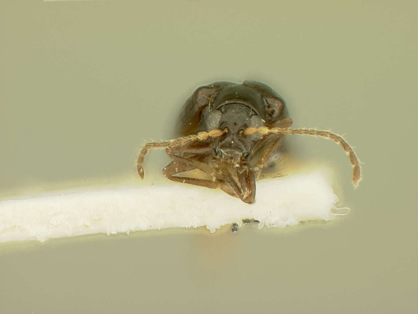 Image of Aphthonoides