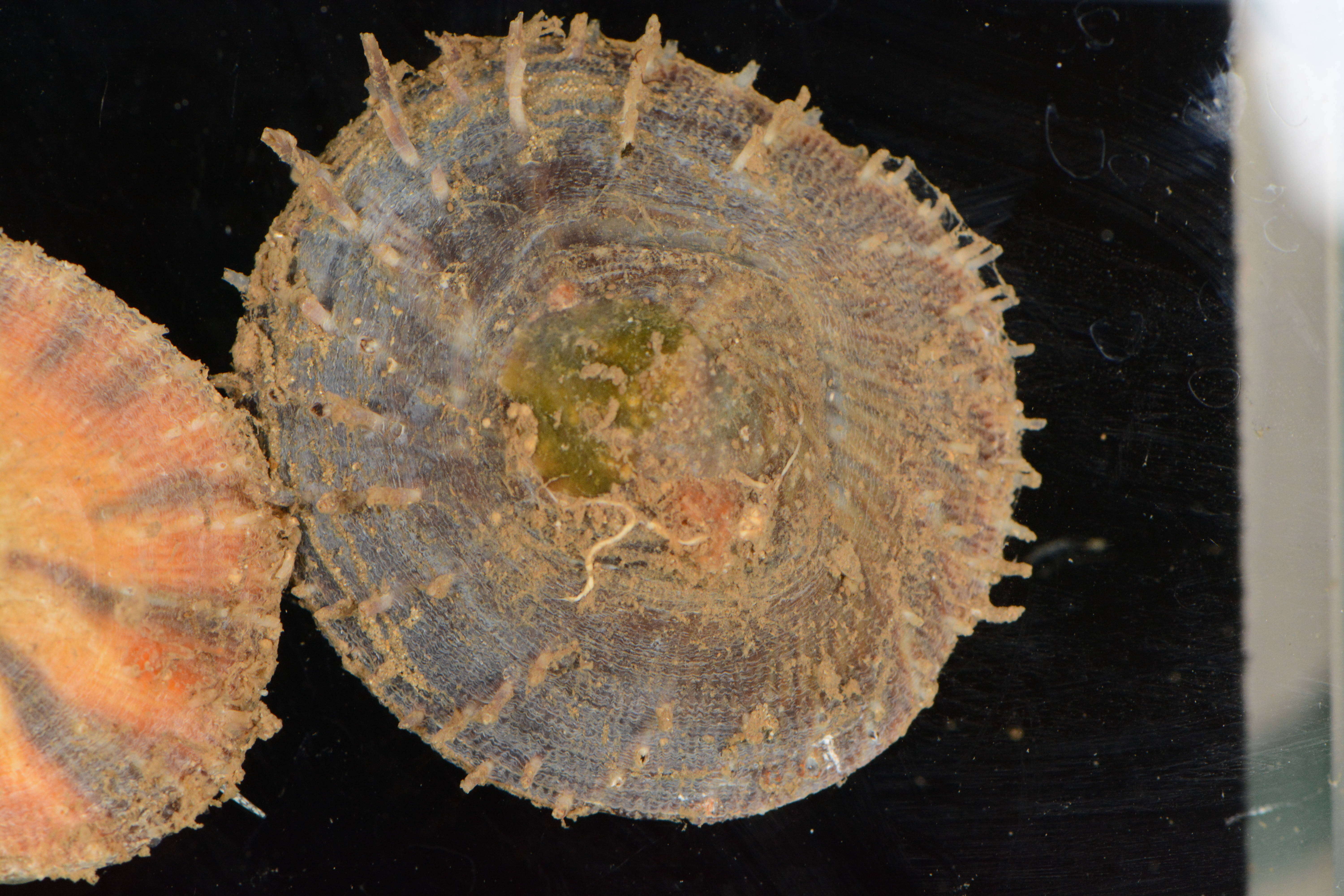 Image of Spiny cup and saucer shell