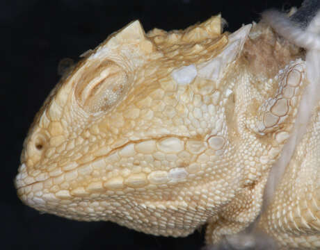 Image of Greater Short-horned Lizard