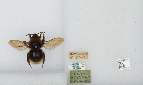 Image of Ashton's Cuckoo Bumblebee