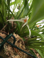 Image of Maxillaria splendens Poepp. & Endl.