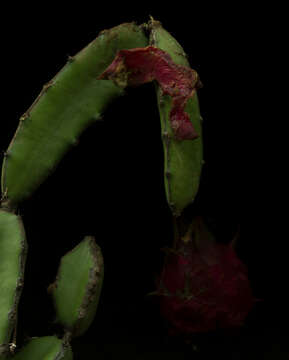 Imagem de Hylocereus undatus (Haw.) Britton & Rose