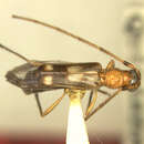 Image of Methia pulchra Chemsak, Linsley & Noguera 1992