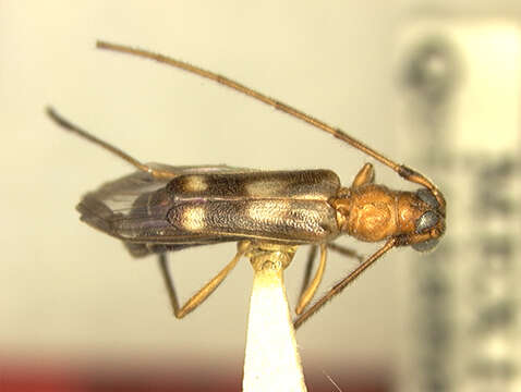 Image of Methia pulchra Chemsak, Linsley & Noguera 1992