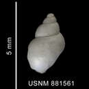 Image of Diaphanidae