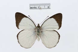 Image of Delias microsticha Rothschild 1904