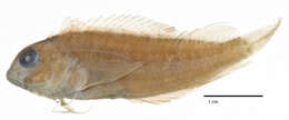 Image of Throatspotted blenny
