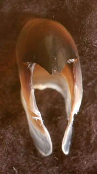 Image of arrow-finned squid