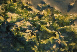 Image of Sea lettuce