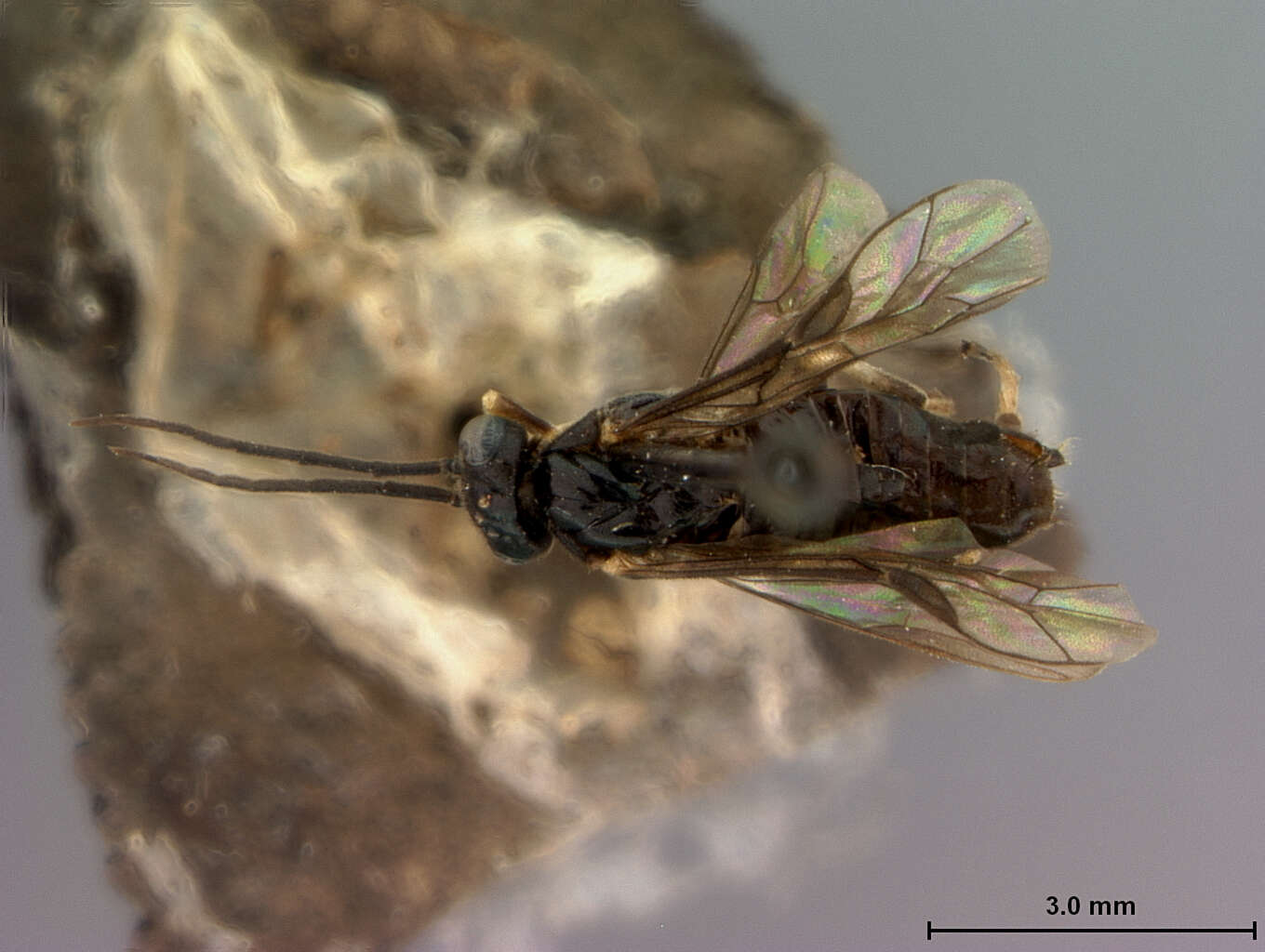 Image of Priophorus crataegi Rohwer