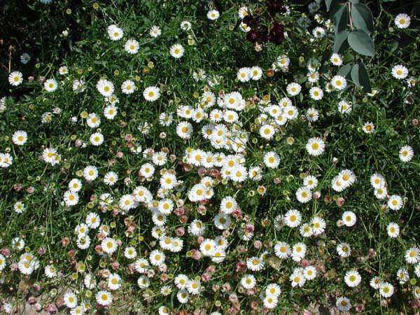 Слика од Erigeron karvinskianus DC.