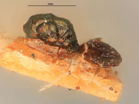 Image de Gastrancistrus discoloripes (Girault 1917)