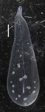 Image of Apolemia lanosa Siebert, Pugh, Haddock & Dunn 2013