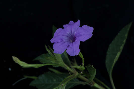 Image of Linear-Leaf Wild Petunia