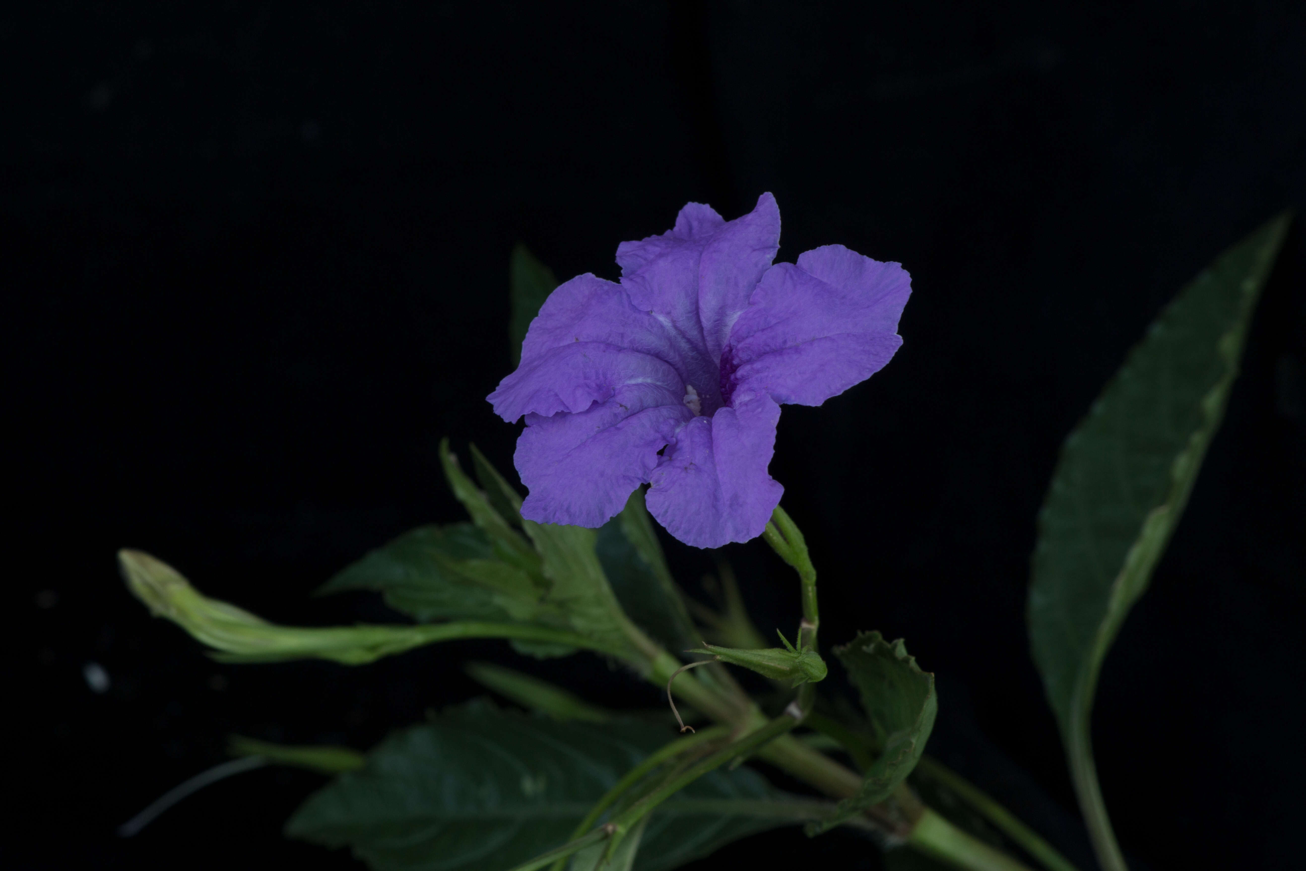 Image de Ruellia simplex Wright