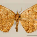 Image of Melinodes priscanaria Schaus 1923