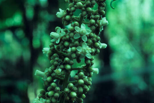 Image of Talisia setigera Radlk.