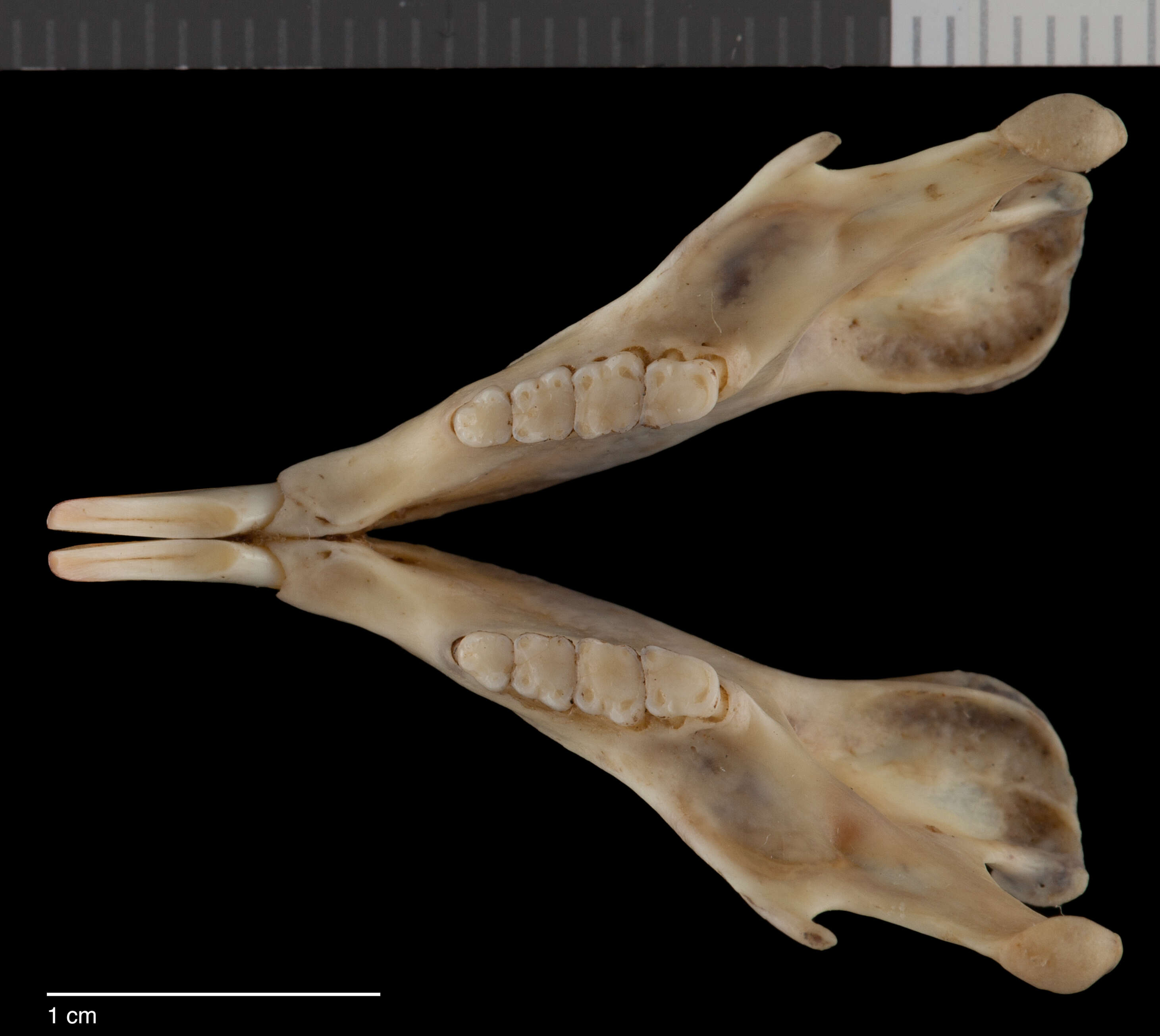 Image de Sciurus deppei vivax Nelson 1901