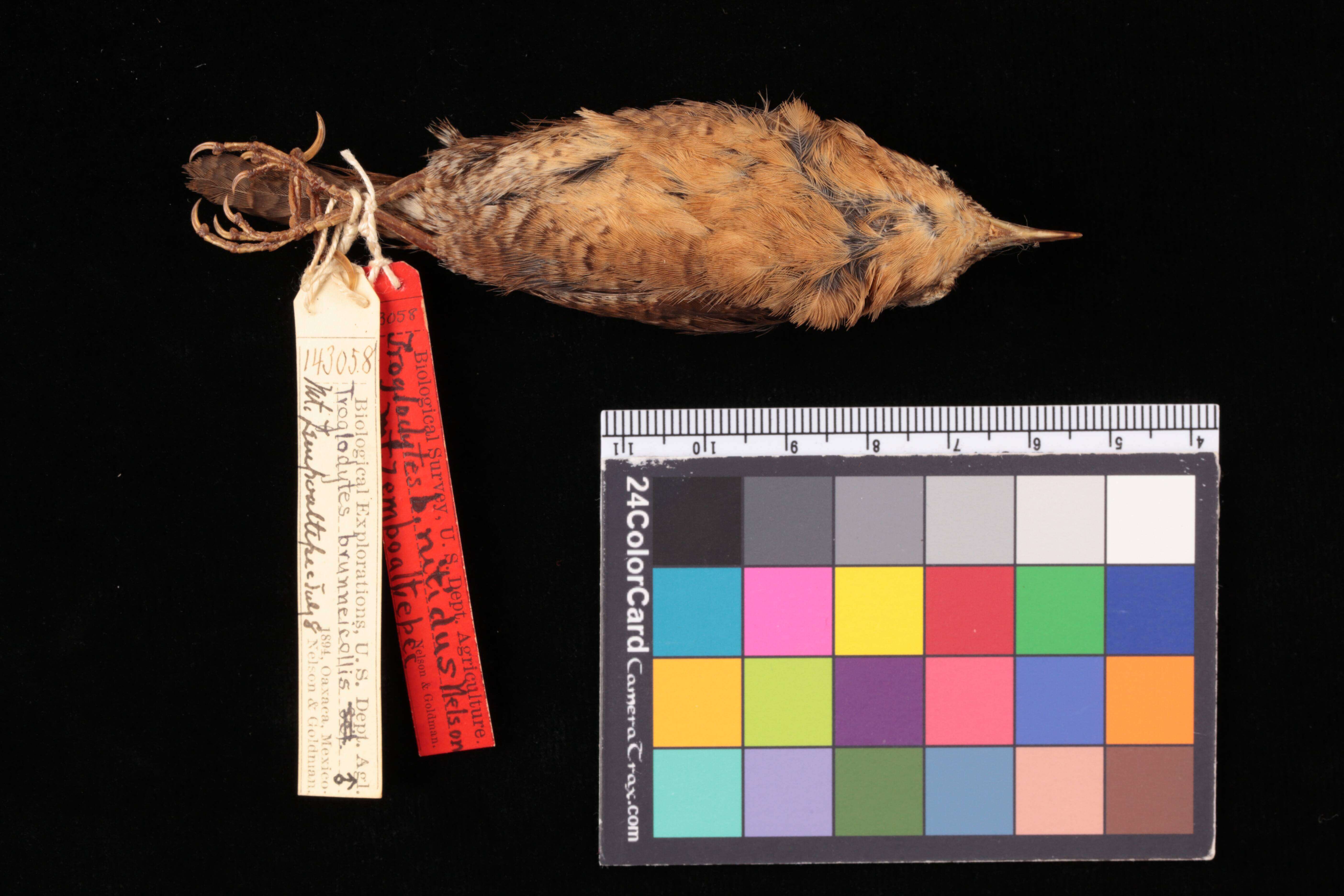 Image of Brown-throated Wren