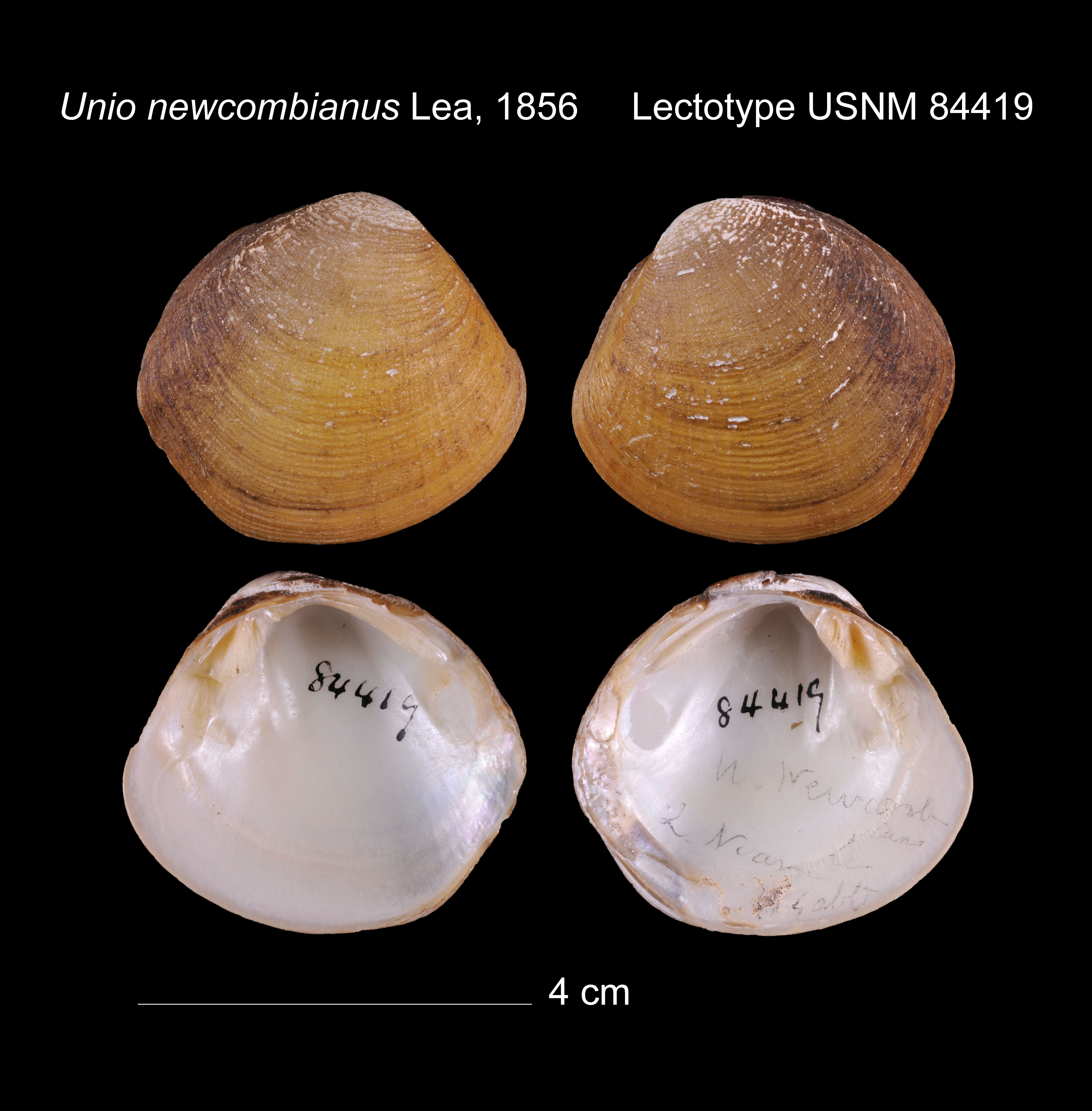 Image of Unio newcombianus Lea