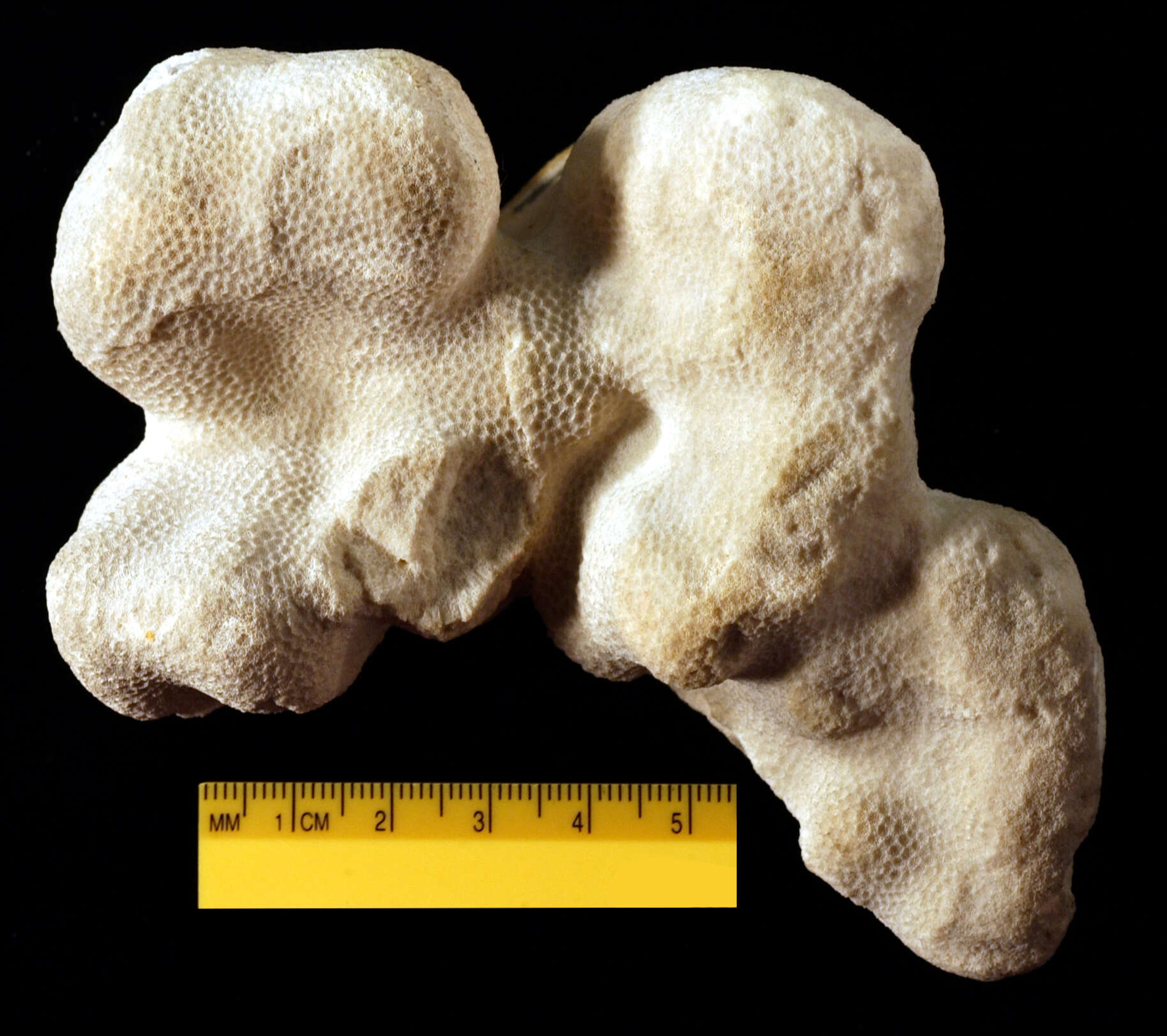 Image of Stony coral