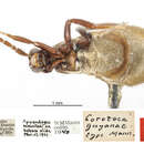 Cavifronexus guyanae (Mann 1923) resmi