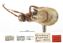 Image of Cavifronexus