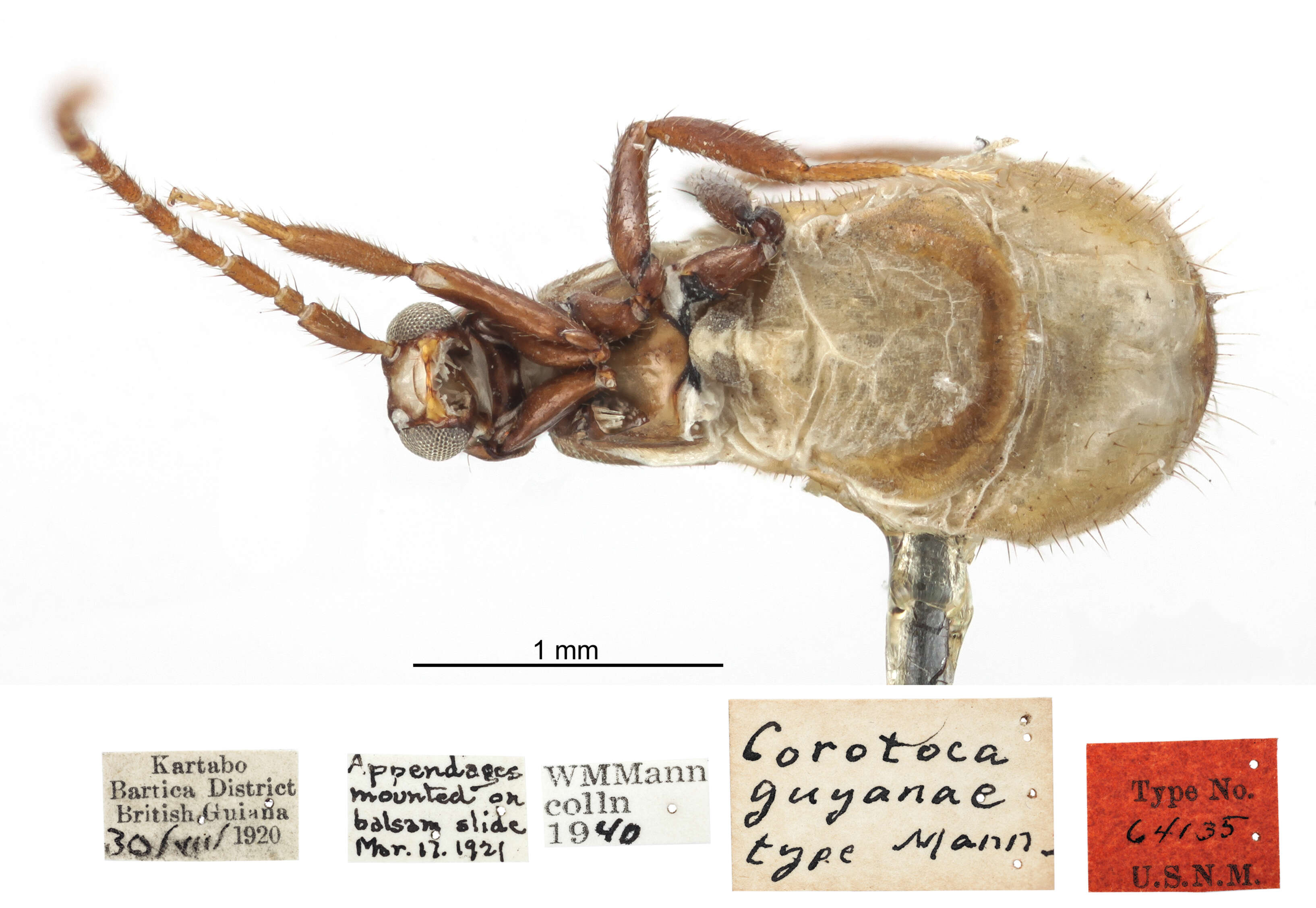 Cavifronexus guyanae (Mann 1923) resmi