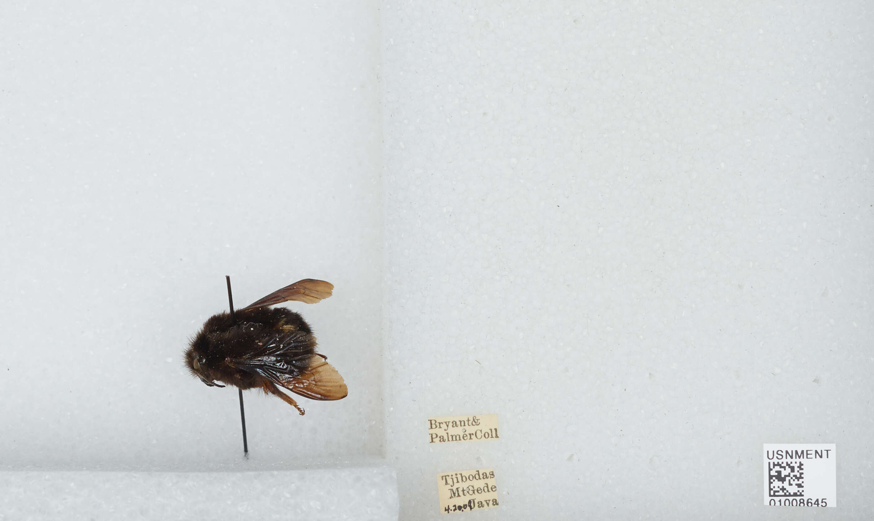 Image of Bombus atripes Smith 1852