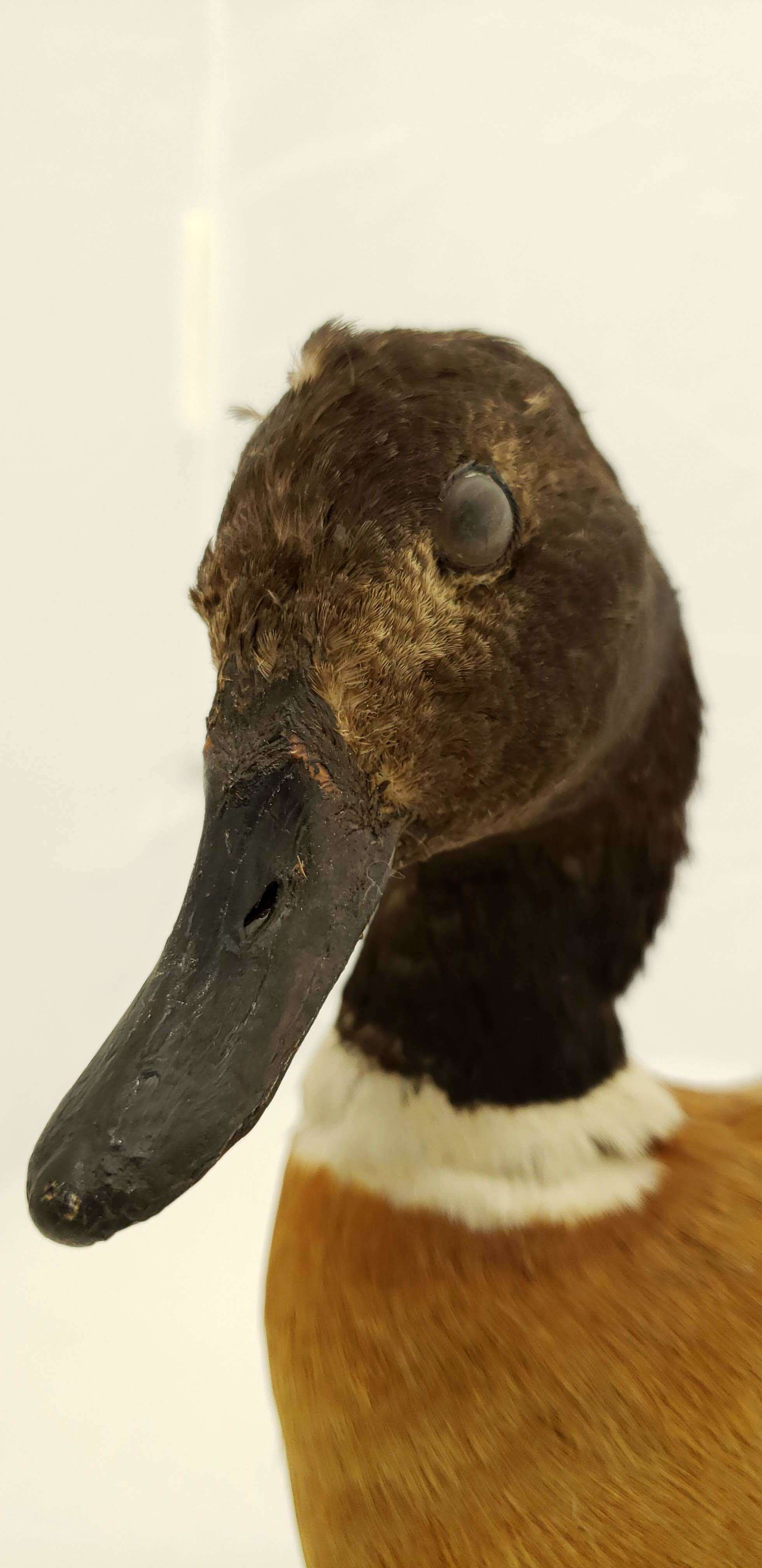 Image of Australian Shelduck