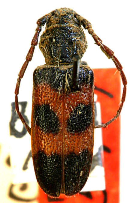 Image of Semanotus amplus basalis (Casey 1924)