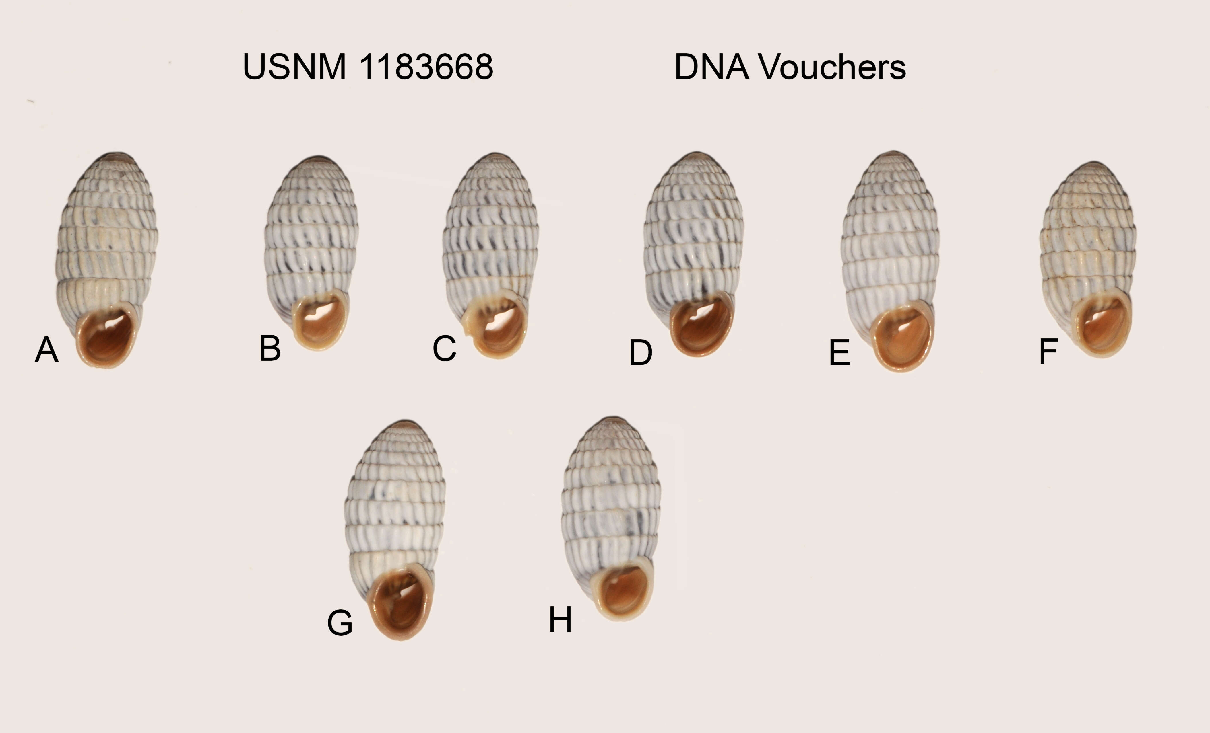 Image of Cerion uva (Linnaeus 1758)