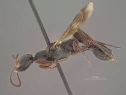 Image of Cockroach wasp