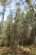 Image of Atlantic White Cedar