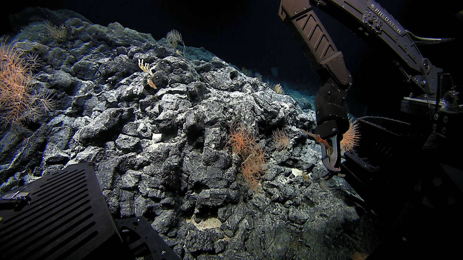 Image of Narella macrocalyx Cairns & Bayer 2008