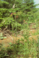 Image de Anemone multifida Poir.